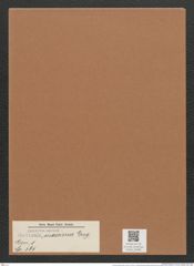 Navicula maxima Greg. (de-Toni-Nr.: Genus 1, Species 565) Zeichnungen Sammlung Grunow Mappe 00489 (Herbarium_W_Grunow_drawings_Folder_00489)